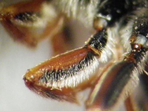 Nomada ruficornis